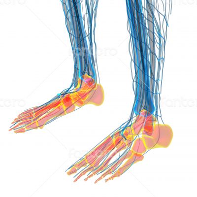 3d render medical illustration of the feet bone 