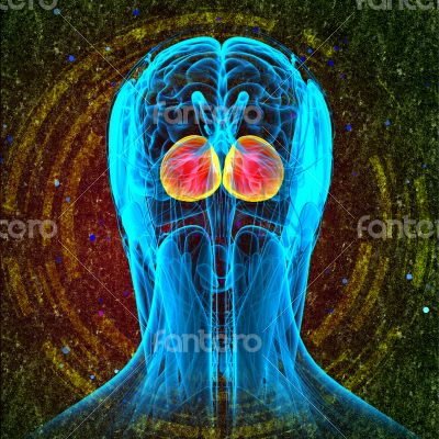  human brain cerebrum 