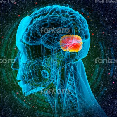  human brain cerebrum 