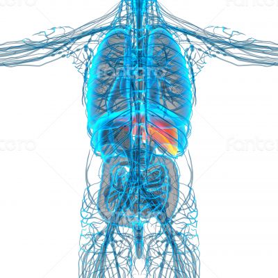 3d render medical illustration of the liver 
