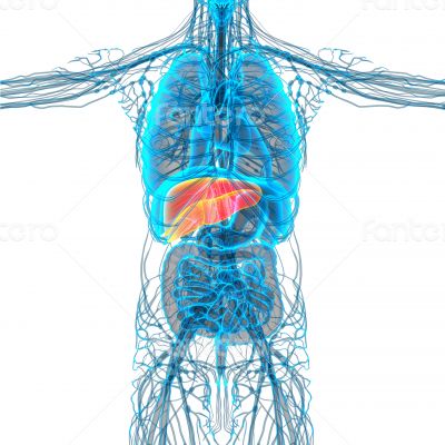 3d render medical illustration of the liver 