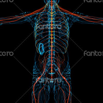 nerve system nerve system