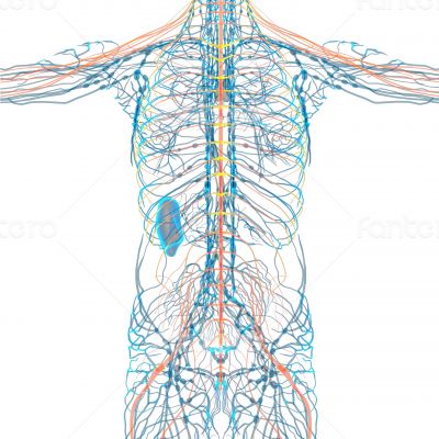 nerve system 