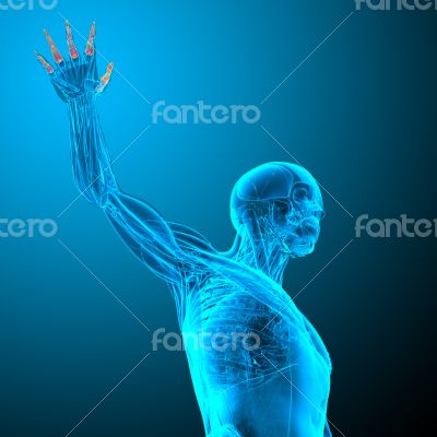 phalanges hand phalanges hand