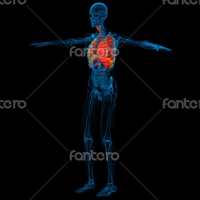  human respiratory system
