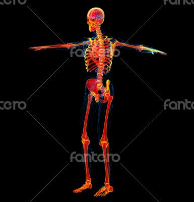  skeleton bone