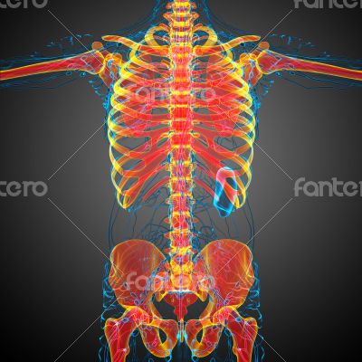  skeleton bone