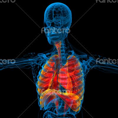  human respiratory system