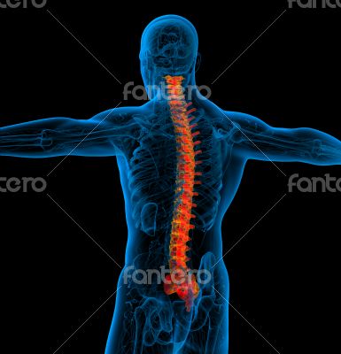 3d render medical illustration of the human spine