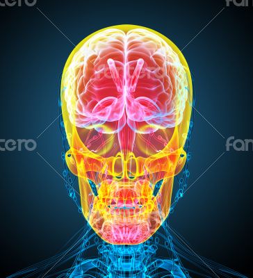 3d render medical illustration of the human skull