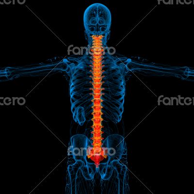 3d render medical illustration of the human spine