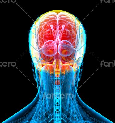 3d render medical illustration of the human skull