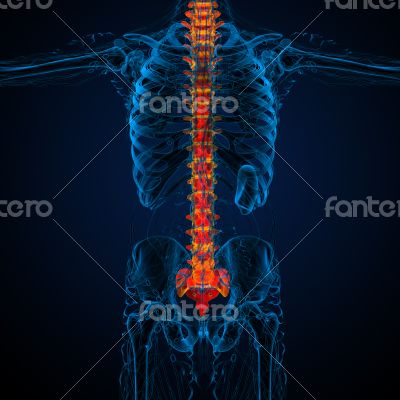 3d render medical illustration of the human spine 3d render medical illustration of the human spine