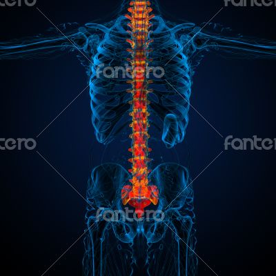 3d render medical illustration of the human spine