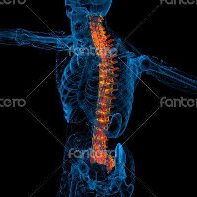 3d render medical illustration of the human spine