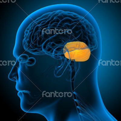 human brain cerebrum 