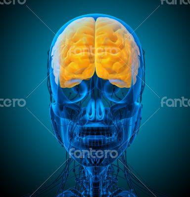 3d render medical illustration of the brain