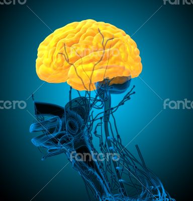 3d render medical illustration of the brain