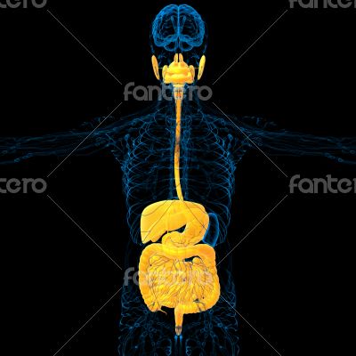 human digestive system 