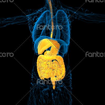 human digestive system 