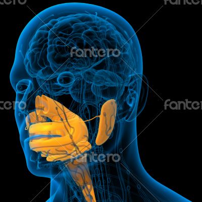 human digestive system 