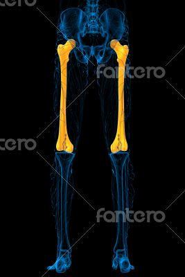 3d render medical illustration of the femur bone 3d render medical illustration of the femur bone