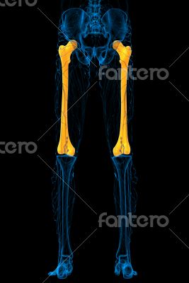 3d render medical illustration of the femur bone