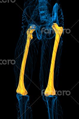 3d render medical illustration of the femur bone 3d render medical illustration of the femur bone