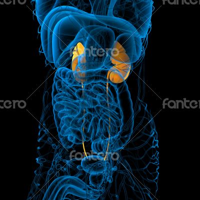  human kidney 