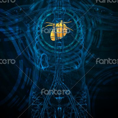 3d render medical illustration of the human heart 