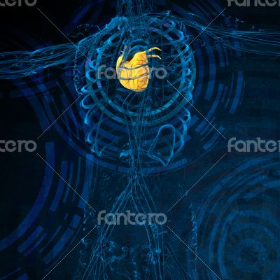 3d render medical illustration of the human heart 