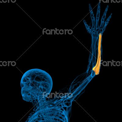 3d render medical illustration of the ulna bone 