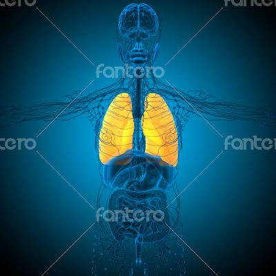 3d render medical illustration of the lung 