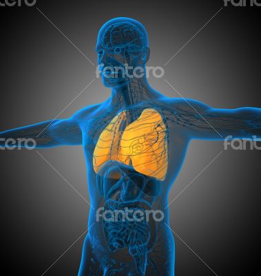 3d render medical illustration of the lung