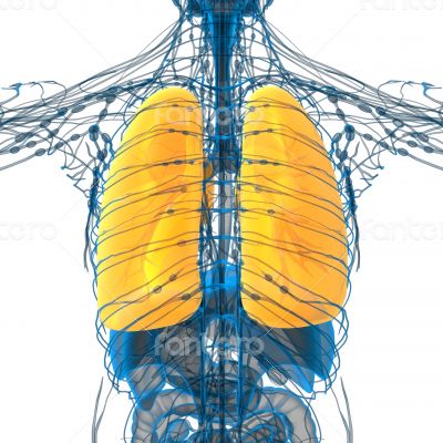 3d render medical illustration of the lung