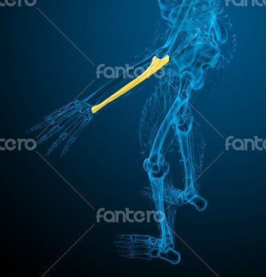 3d render medical illustration of the ulna bone 