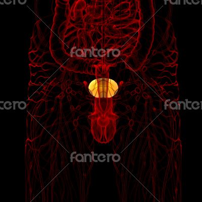 3d render medical illustration of the bladder 