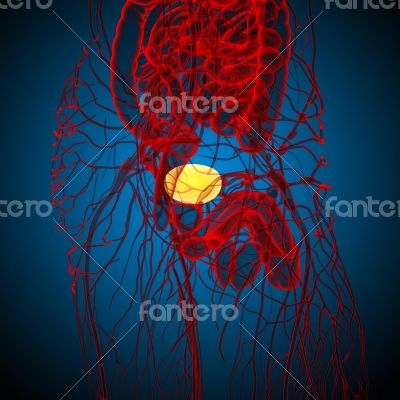 3d render medical illustration of the bladder 
