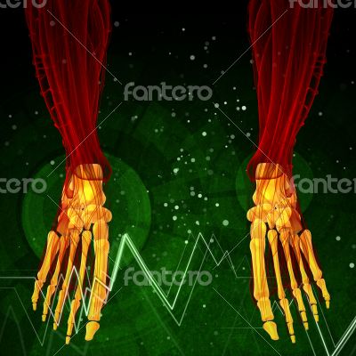 3d render medical illustration of the foot bone 3d render medical illustration of the foot bone
