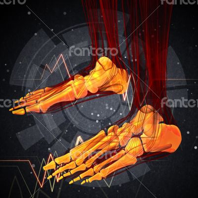 3d render medical illustration of the foot bone 3d render medical illustration of the foot bone