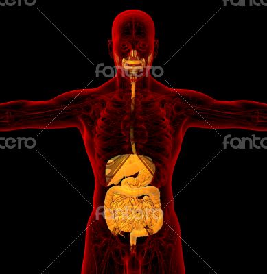 human digestive system