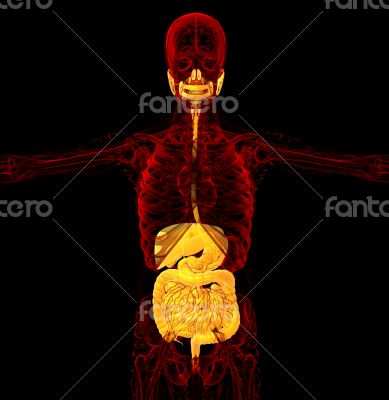  human digestive system