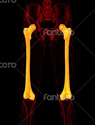 3d render medical illustration of the femur bone 