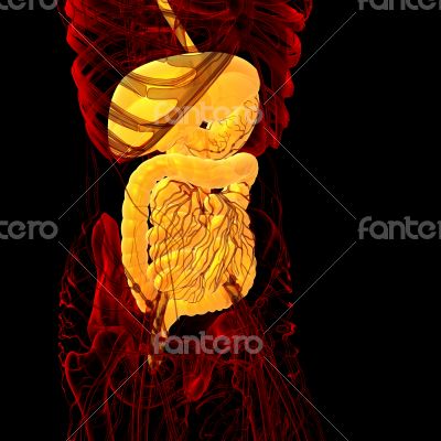 human digestive system 