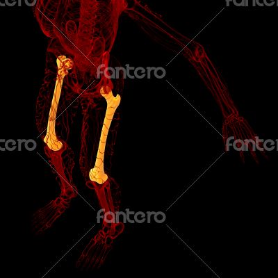 3d render medical illustration of the femur bone 