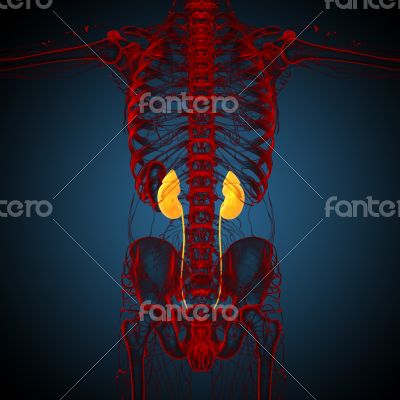 3d render medical illustration of the kidney 