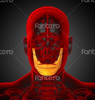 3d render medical illustration of the jaw bone