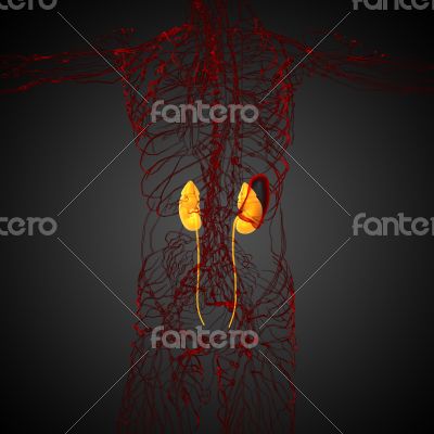 3d render medical illustration of the kidney 