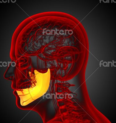 3d render medical illustration of the jaw bone