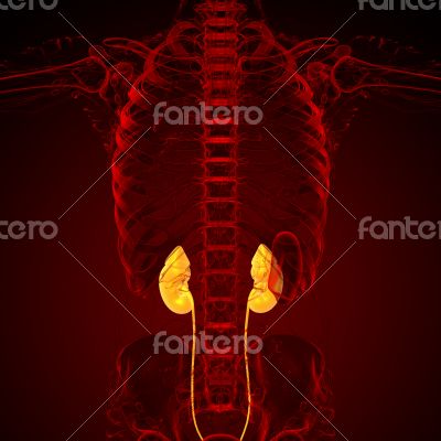 3d render medical illustration of the kidney 